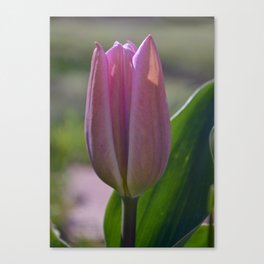 Pink tulip at spring Canvas Print
