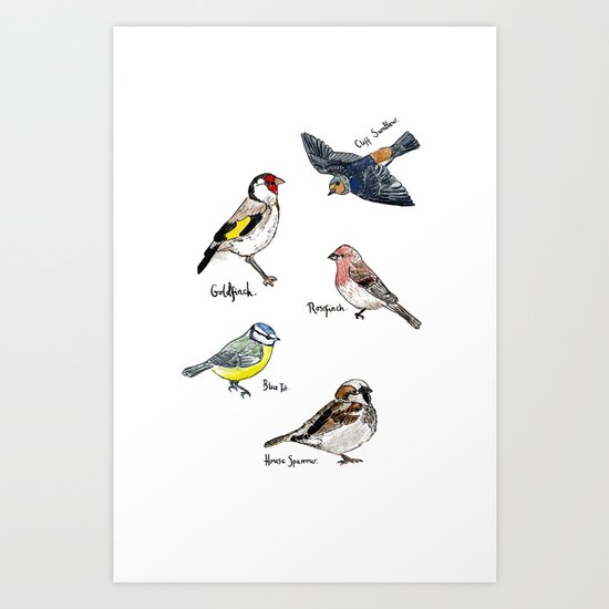 English Birds Art Print
