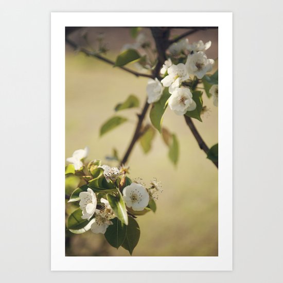 Pear Blossom Art Print