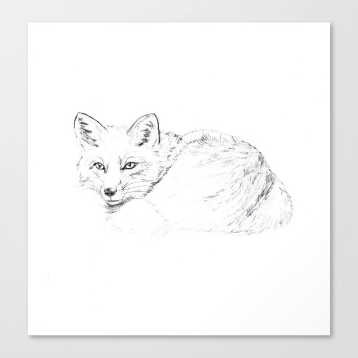 Wild Fox Canvas Print
