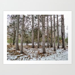 Michigan Pine Trees in Winter Art Print