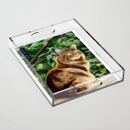 Maine Coon - White Acrylic Tray