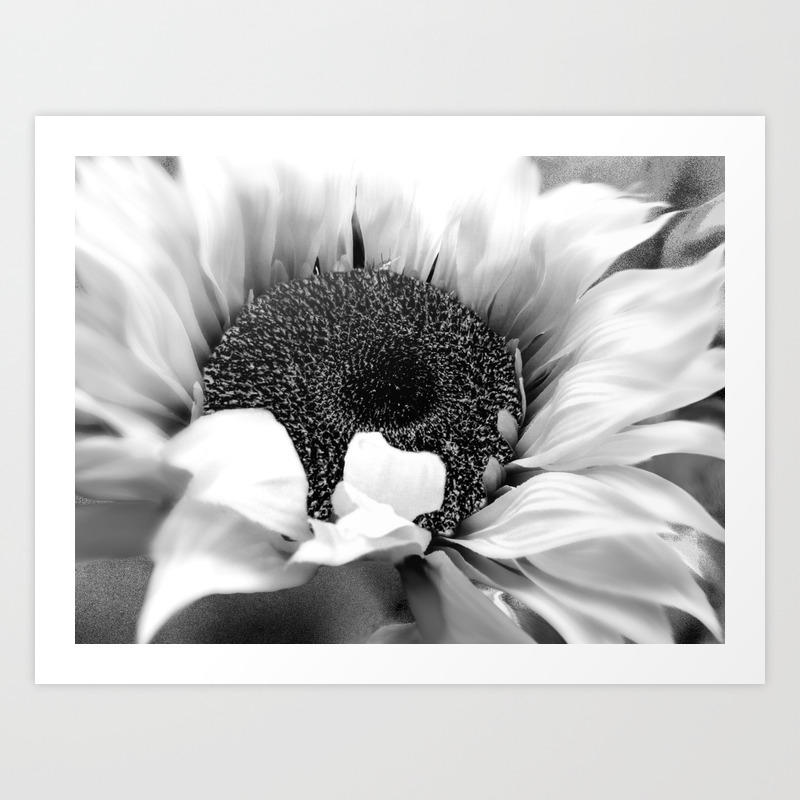 Black White Sunflower Modern Cottage Chic Modern Farmhouse Art