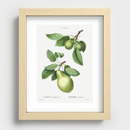 Vintage Pear Poster Recessed Framed Print