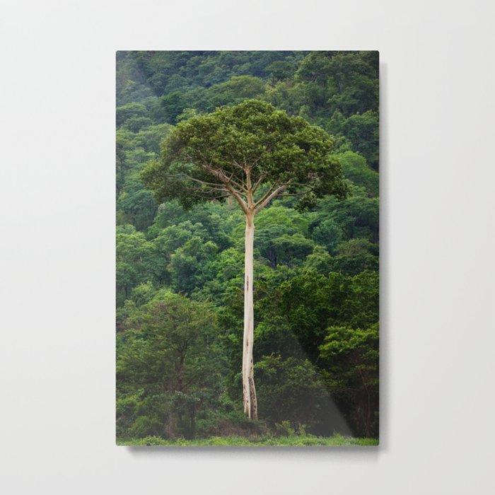 Tanzanian Naked Tree Metal Print