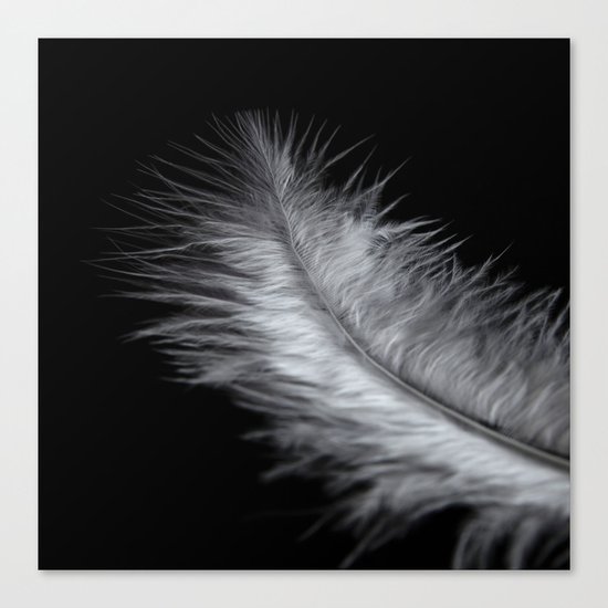 feather in white Canvas Print