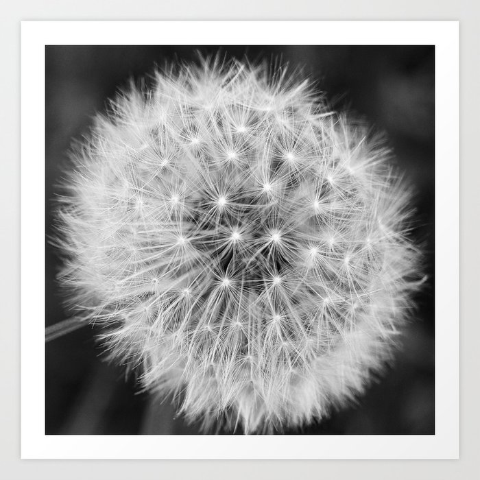 Black and white dandelion head Art Print