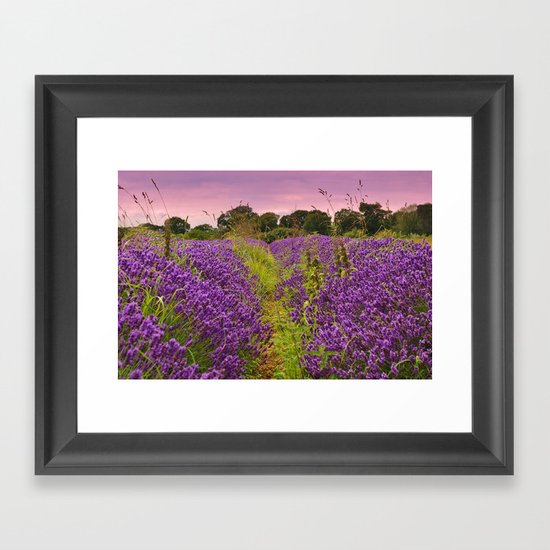 A Norfolk Lavender Field, UK (Lavandula) Framed Art Print
