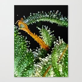 Angelei~The Gift Of Life~Series F1.2 Canvas Print