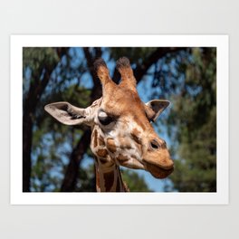 Giraffe Art Print