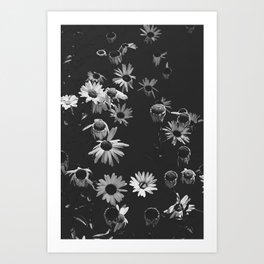 Black and White Daisies Art Print