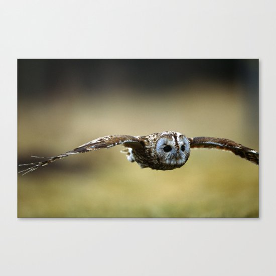FLIGHT OF THE TAWNY OWL Canvas Print