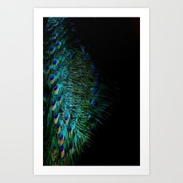 Peacock feathers on a black background Art Print
