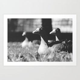 Geese Sleeping in Sunlight | Black and White Wildlife Photography Art Print