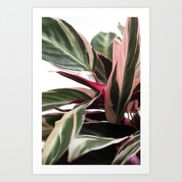 Stromanthe III  |  The Houseplant Collection Art Print