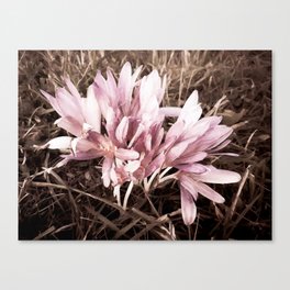 Purple vintage Crocus Canvas Print