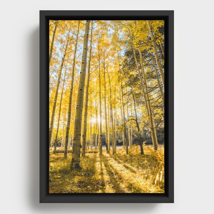 Yellow Aspen Trees Autumn Leaves in Flagstaff, Arizona Framed Canvas