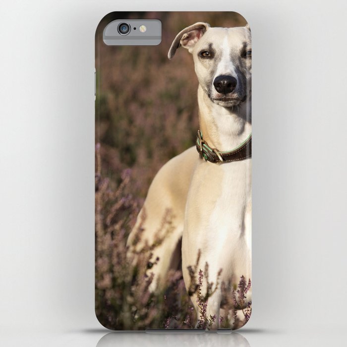 Whippet nature discount