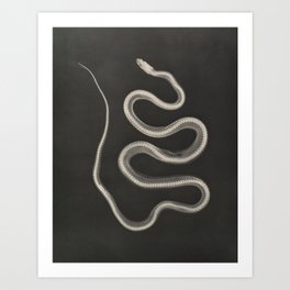Animal Print, Weird Paintings, Skeleton Art, X-Ray Poster, Scientific Poster - Black and White Snake Art Print