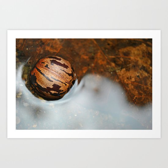 Shell Swimming Art Print