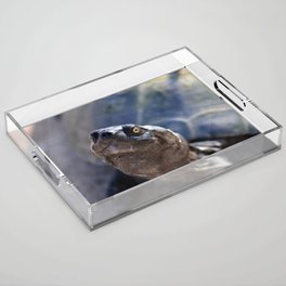 South Africa Photography - Beautiful Tortoise Acrylic Tray