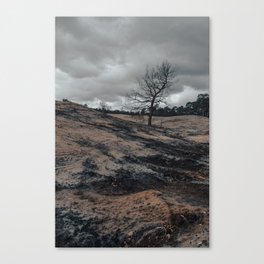 Lonely tree in wild landscape Canvas Print