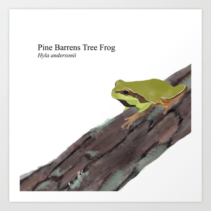 Pine Barrens Tree Frog (Hyla andersonii) on Pitch Pine Log Art Print