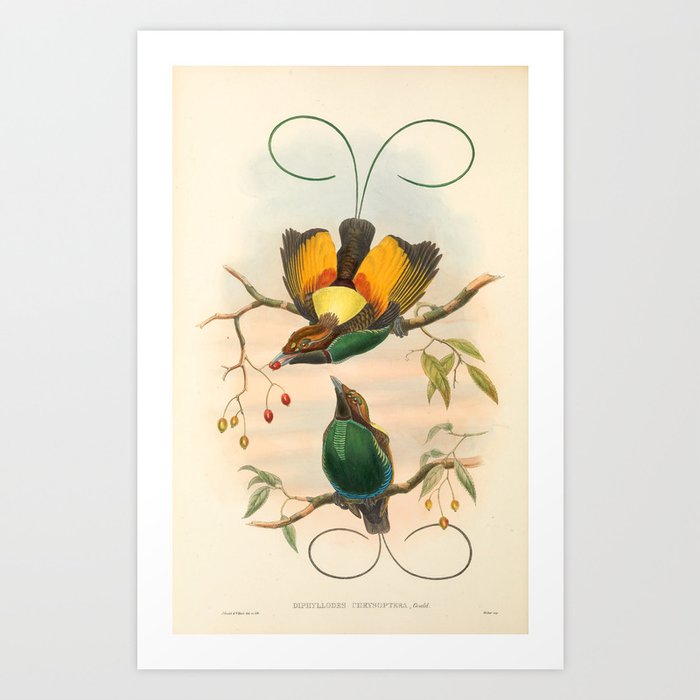 Birds-of-paradise (Dephyllodes Chrysoptera) by John Gould, 1875-1888 (benefitting the Nature Conservancy) Art Print
