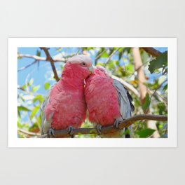Love in the air Art Print | Love, Parrot, Bird, Galah, Pink, Photo 
