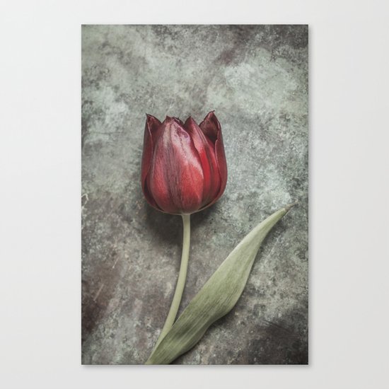 One Red Tulip Canvas Print