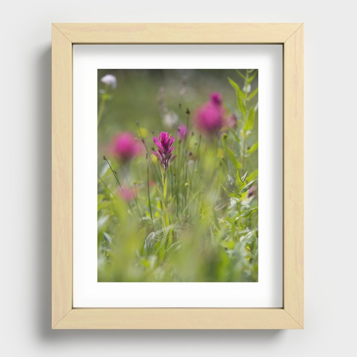 Rocky Mountain Paintbrush Flower Recessed Framed Print