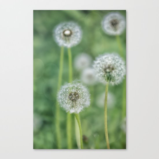 Dandelion flower on green meadow Canvas Print