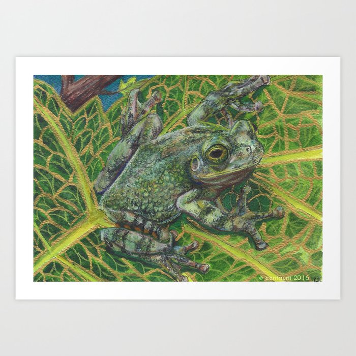 Gray Treefrog Art Print