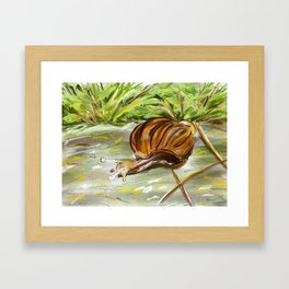 Snail Drawing Framed Art Print