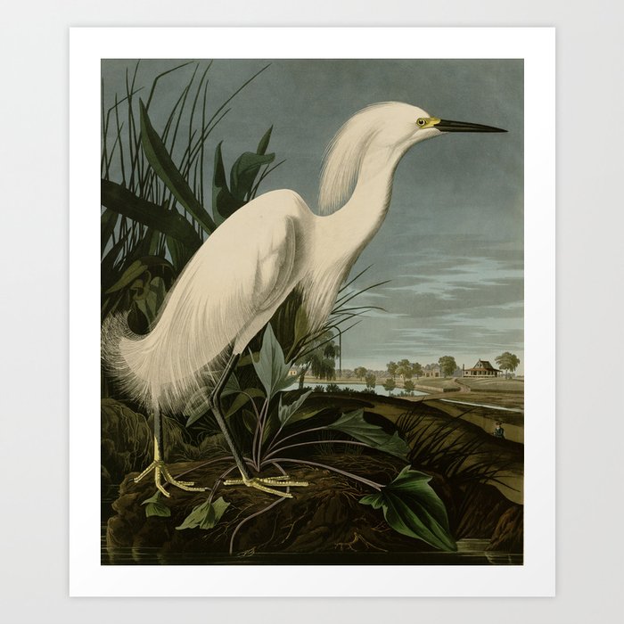 Snowy Heron or White Egret from Audubon Birds of America Art Print
