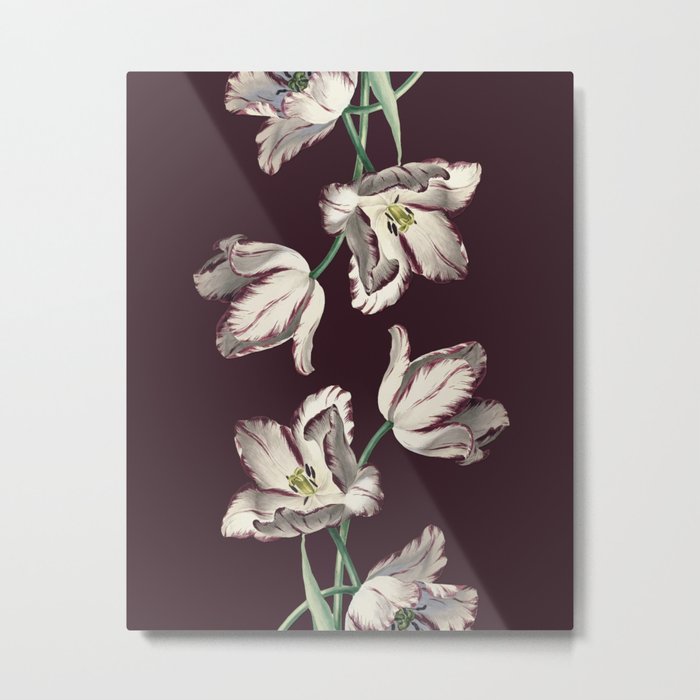 Tulipa Metal Print