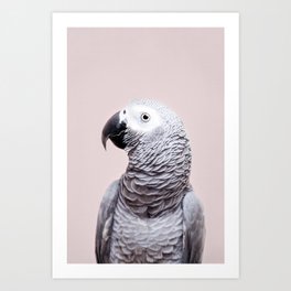 African Grey Art Print