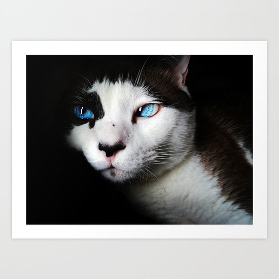 Cat siamese blue eyes Art Print