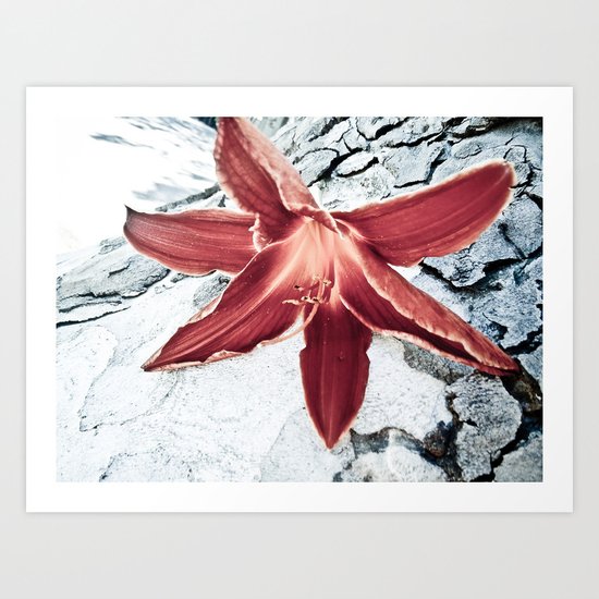Lone Lilly Art Print