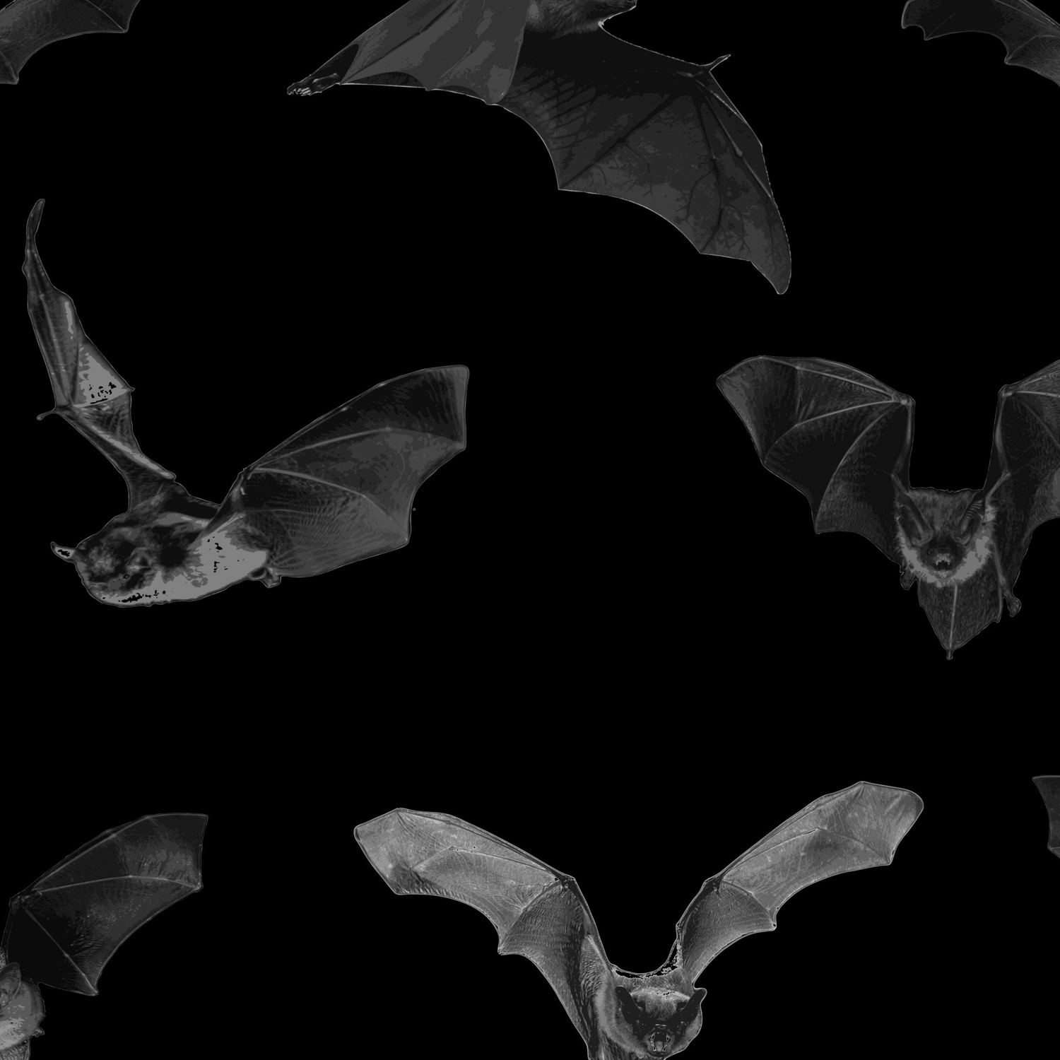 A Whole Bunch Of B W Bats Black Leggings
