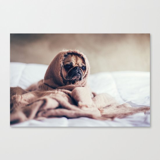Cute Little Pug Canvas Print