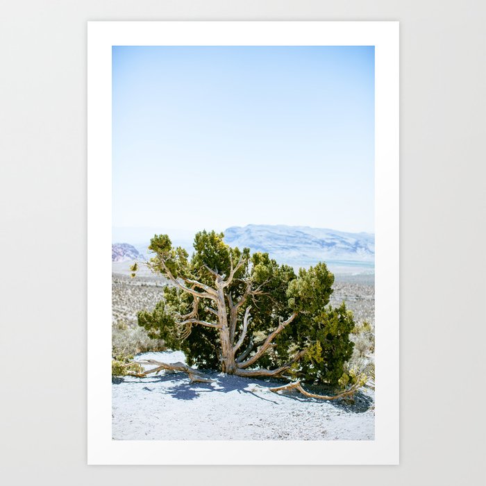 Mojave Tree  Art Print