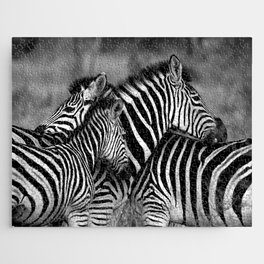 South Africa Photography - Two Zebras Hugging In Black And White Jigsaw Puzzle