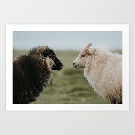 Sheeply in Love - Animal Photography from Iceland Art Print