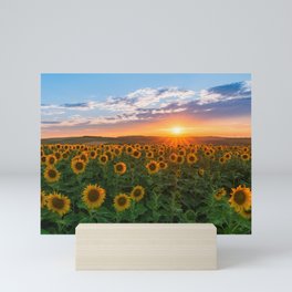Sunset over sunflowers	 Mini Art Print