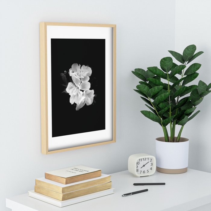 Black and white geranium flower still-life Recessed Framed Print - Beautiful black and white flowers