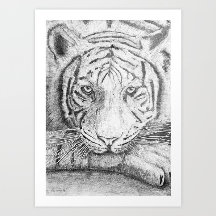 white tiger pencil drawings