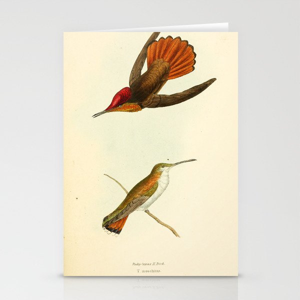 Ruby-Topaz Hummingbird by William Swainson, 1841 (benefitting the Nature Conservancy) Stationery Cards