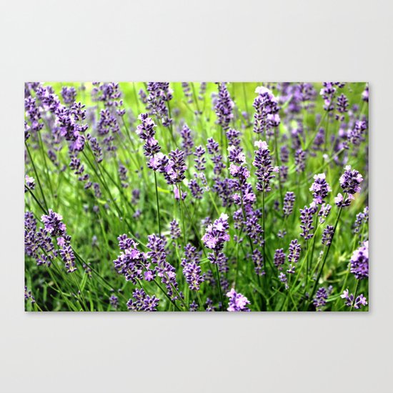 Lavender Plant Canvas Print