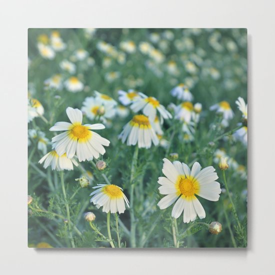 Spring daisies Metal Print